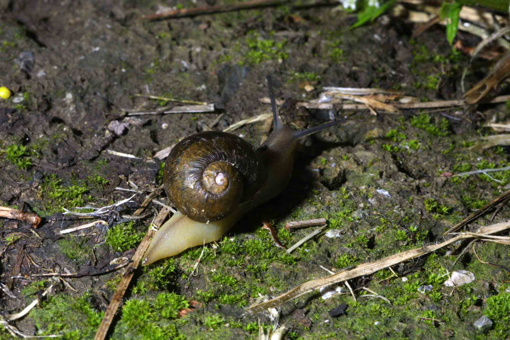 Cantareus apertus (Born, 1778)